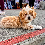 Pippin is registered to the contest to win money with this photo: puppy, dog, fluffy, fur, concrete, curb, outdoor, leash, market, people, casual_clothing, footwear, food_stall, urban, daylight, pet, animal, cute, resting, background