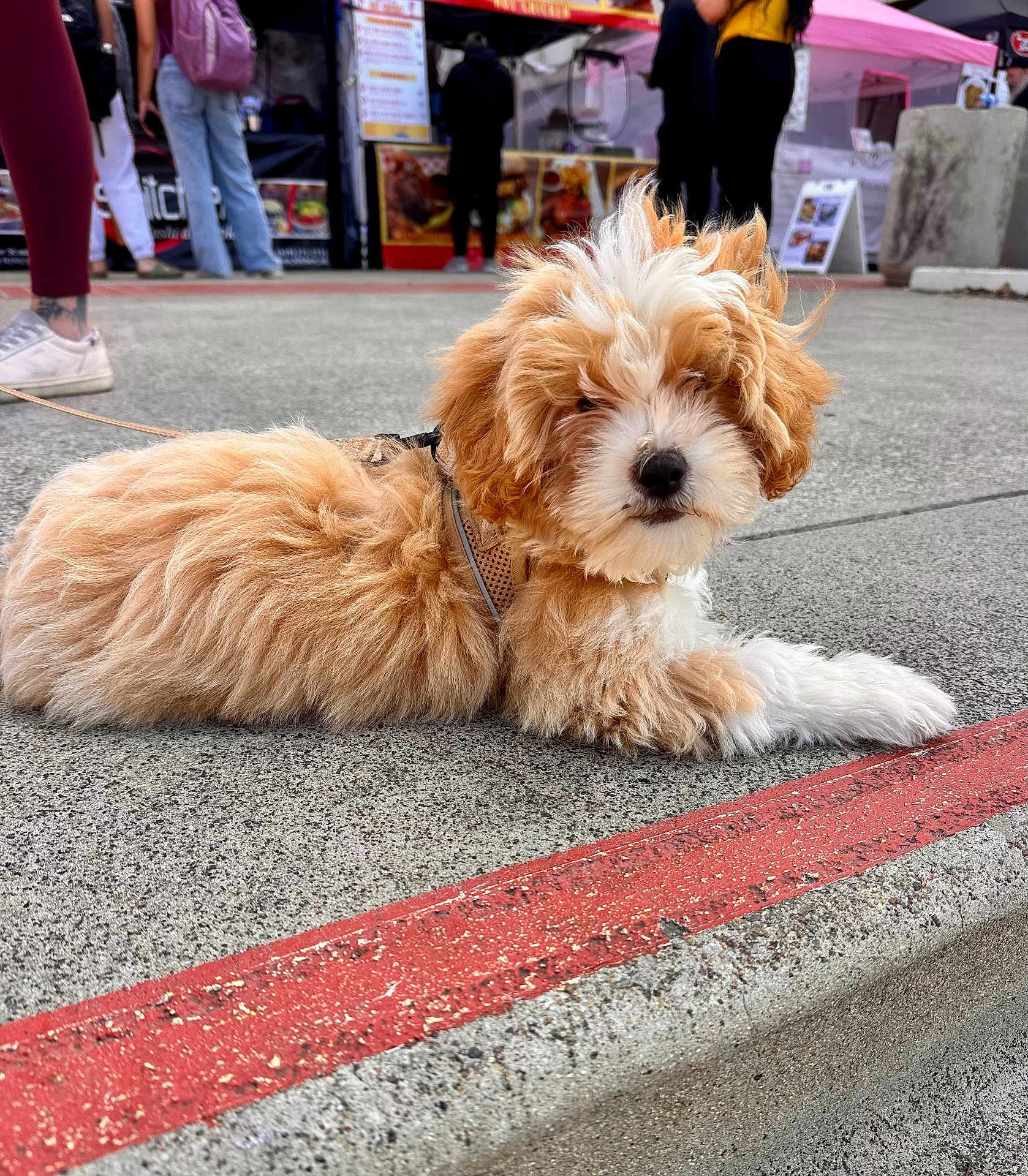Pippin is registered to the contest to win money with this photo: puppy, dog, fluffy, fur, concrete, curb, outdoor, leash, market, people, casual_clothing, footwear, food_stall, urban, daylight, pet, animal, cute, resting, background