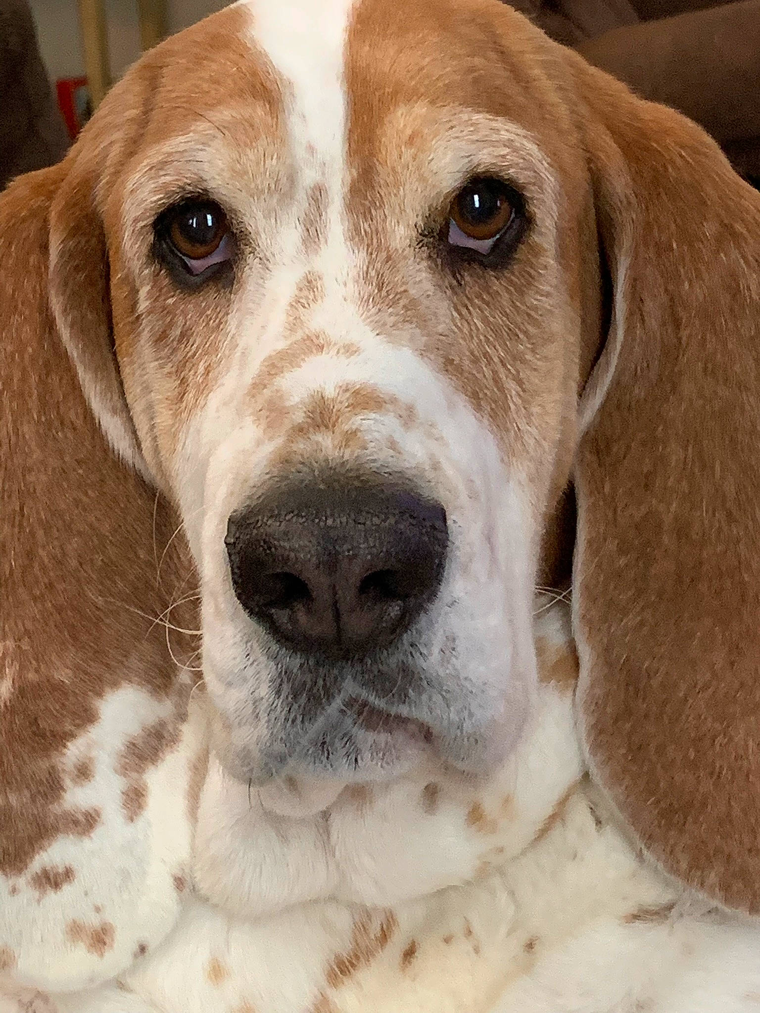 Buster joined the competition — help win amazing prizes! carnivore, companion_dog, dog, dog_breed, ear, fawn, hunting_dog, scent_hound, snout, sporting_group, terrestrial_animal, whiskers, working_animal