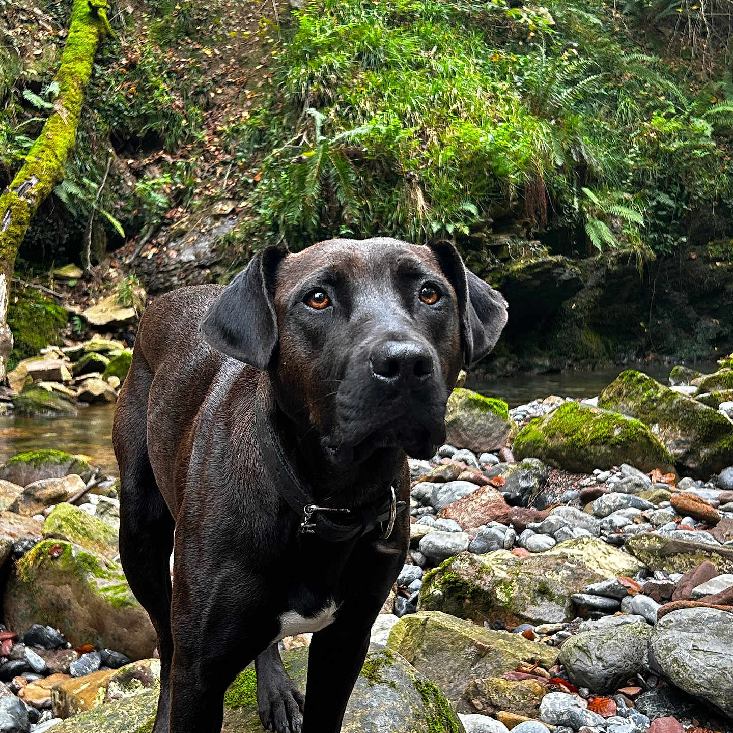 Koda a rejoint le concours — aidez-le/la à gagner de superbes lots ! animal, canine, creek, dog, hound, jungle, labradorretriever, land, nature, outdoors, pet, plant, pointer, rainforest, rock, stream, tree, vegetation, water, woodland