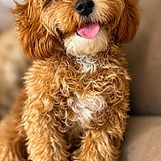Evie joined the competition — help win amazing prizes! dog, puppy, curly_fur, fluffy, brown_fur, caramel_color, tongue_out, happy, smiling, sitting, portrait, pet, canine, couch, indoor, cozy, close_up, front_view, adorable, animal