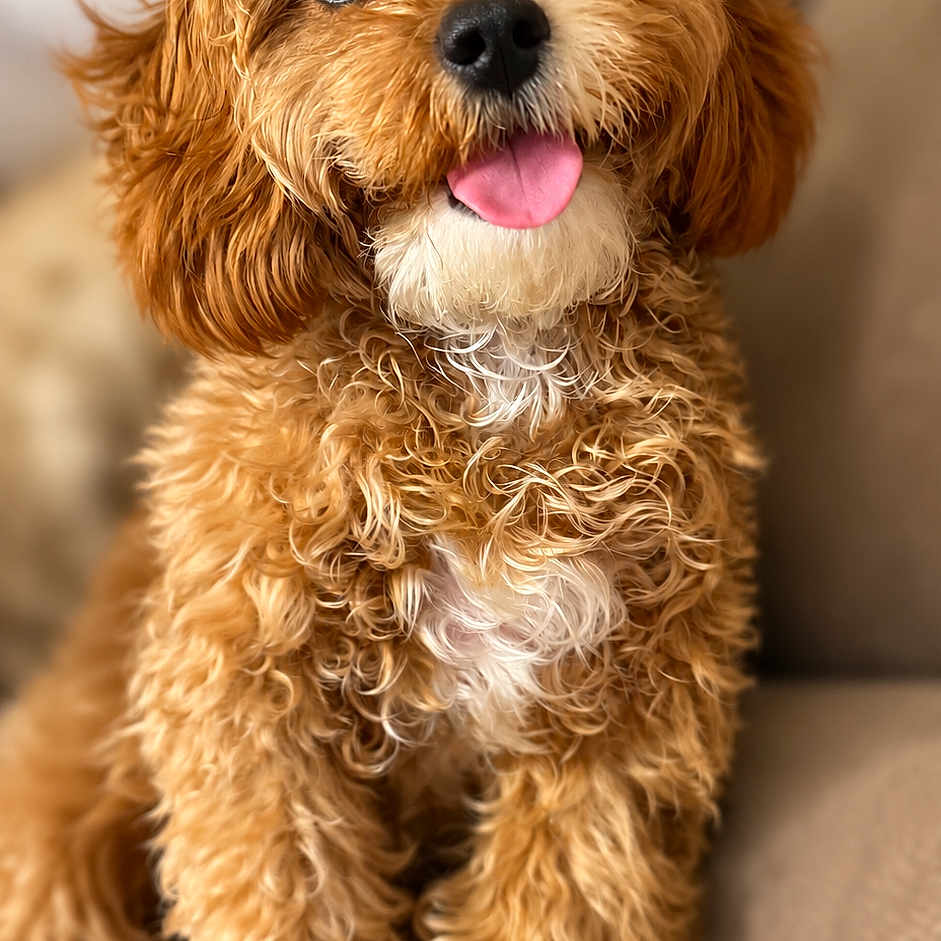 Evie