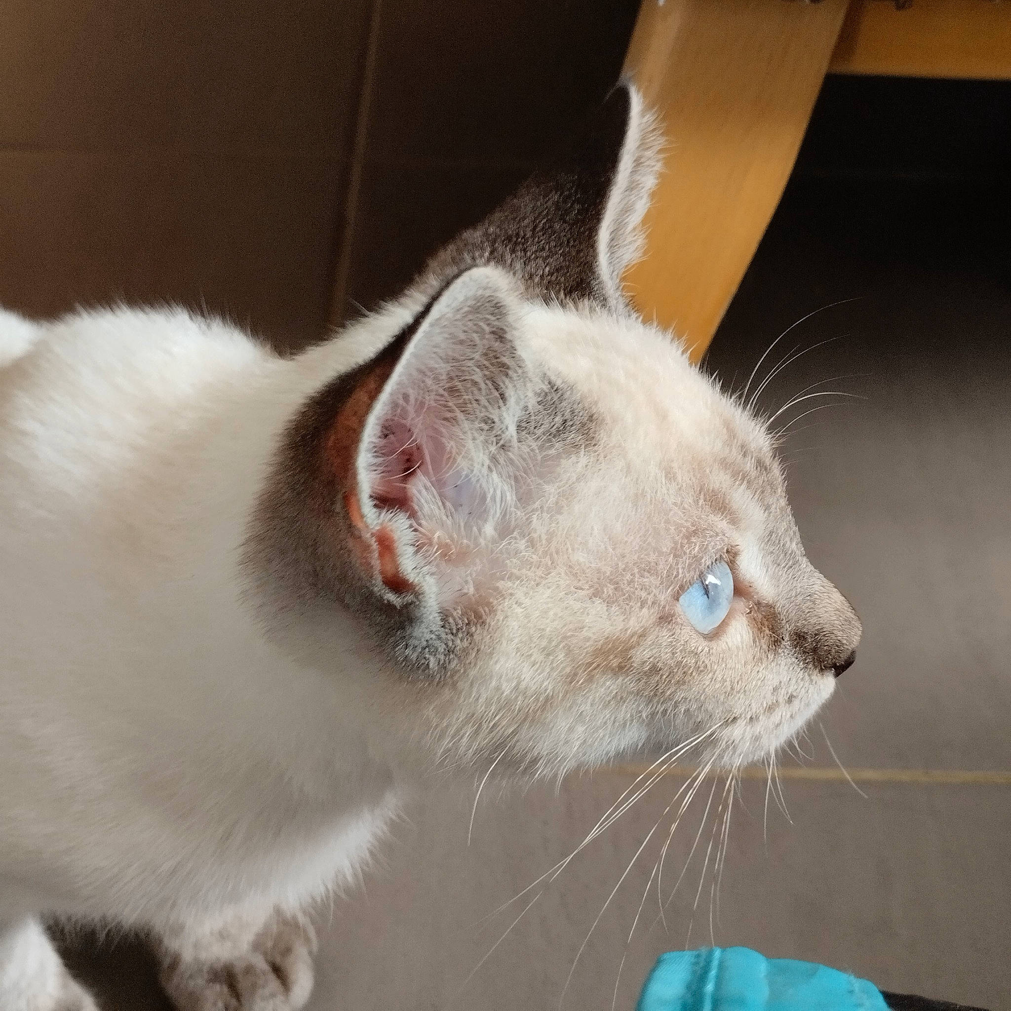 Muffin participe au concours pour gagner de l'argent avec cette photo : carnivore, cat, claw, comfort, domestic_short_haired_cat, ear, fang, fawn, felidae, fur, paw, small_to_medium_sized_cats, snout, tail, whiskers, window