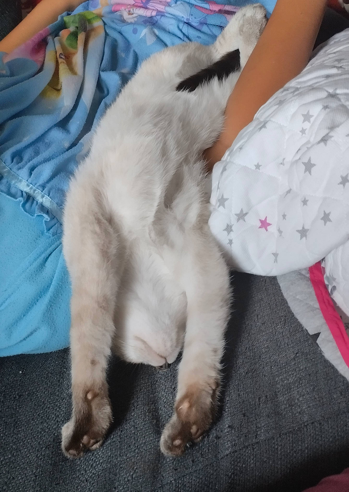 Muffin participe au concours pour gagner de l'argent avec cette photo : canidae, carnivore, cat, claw, comfort, companion_dog, dog_breed, domestic_short_haired_cat, fawn, felidae, fur, human_leg, lap, linens, paw, small_to_medium_sized_cats, snout, sporting_group, tail, whiskers