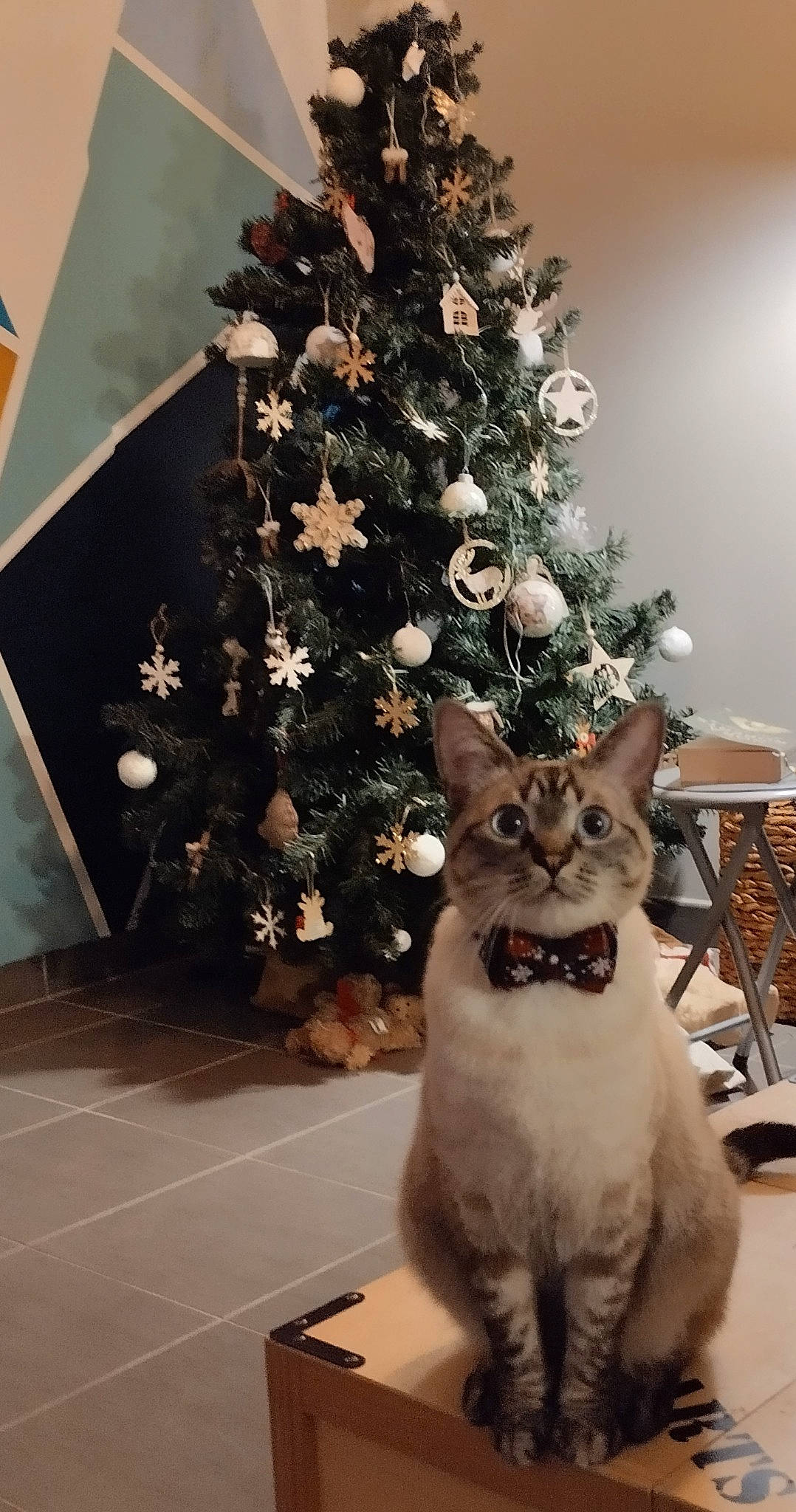 Muffin participe au concours pour gagner de l'argent avec cette photo : carnivore, cat, chair, christmas, christmas_decoration, christmas_ornament, christmas_tree, event, evergreen, felidae, holiday, holiday_ornament, ornament, plant, small_to_medium_sized_cats, tail, tree, whiskers, window, wood