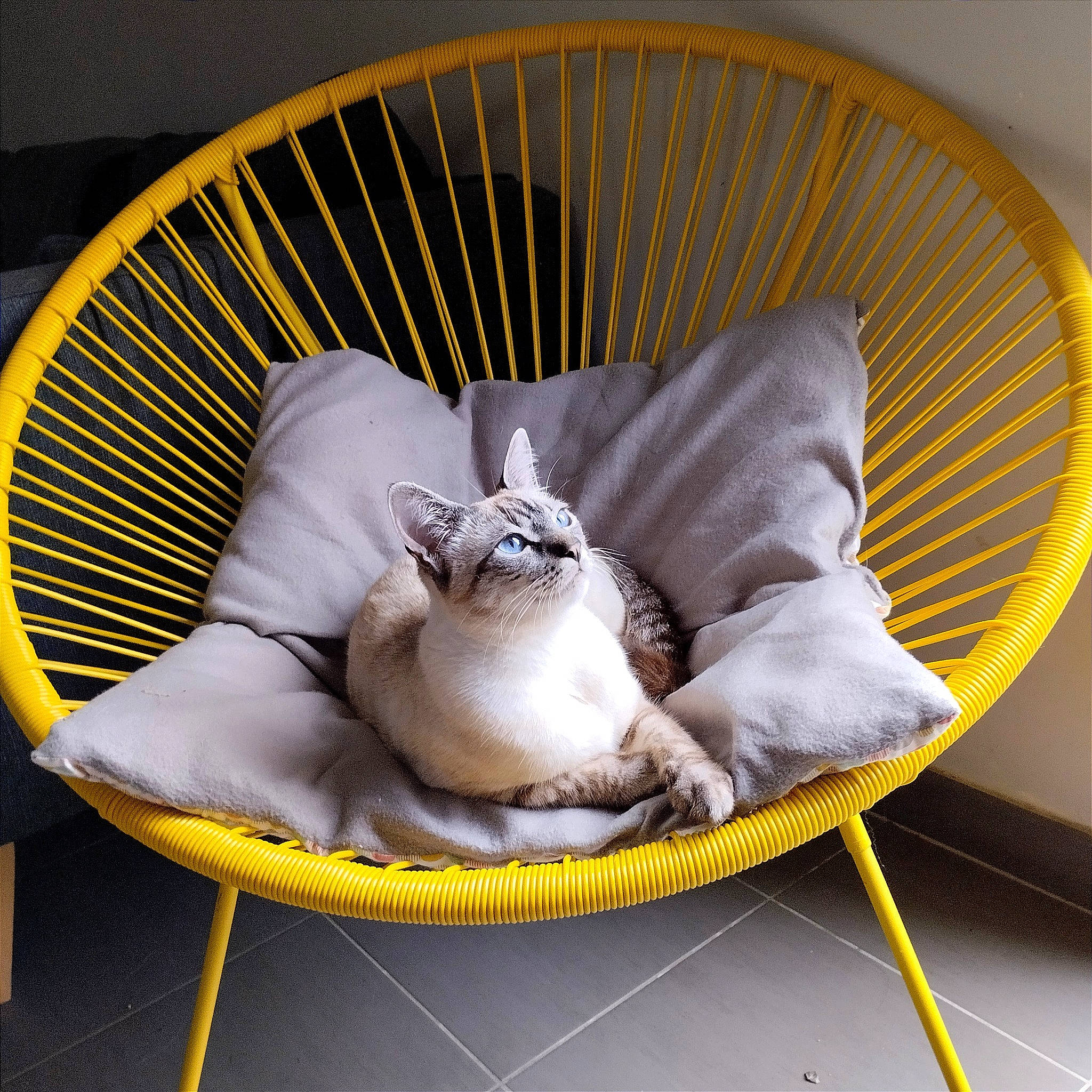 Muffin a rejoint le concours — aidez-le/la à gagner de superbes lots ! art, baby_products, carnivore, cat, cat_bed, cat_supply, circle, comfort, companion_dog, dishware, fawn, felidae, nap, outdoor_furniture, pet_supply, room, small_to_medium_sized_cats, table, tail, whiskers