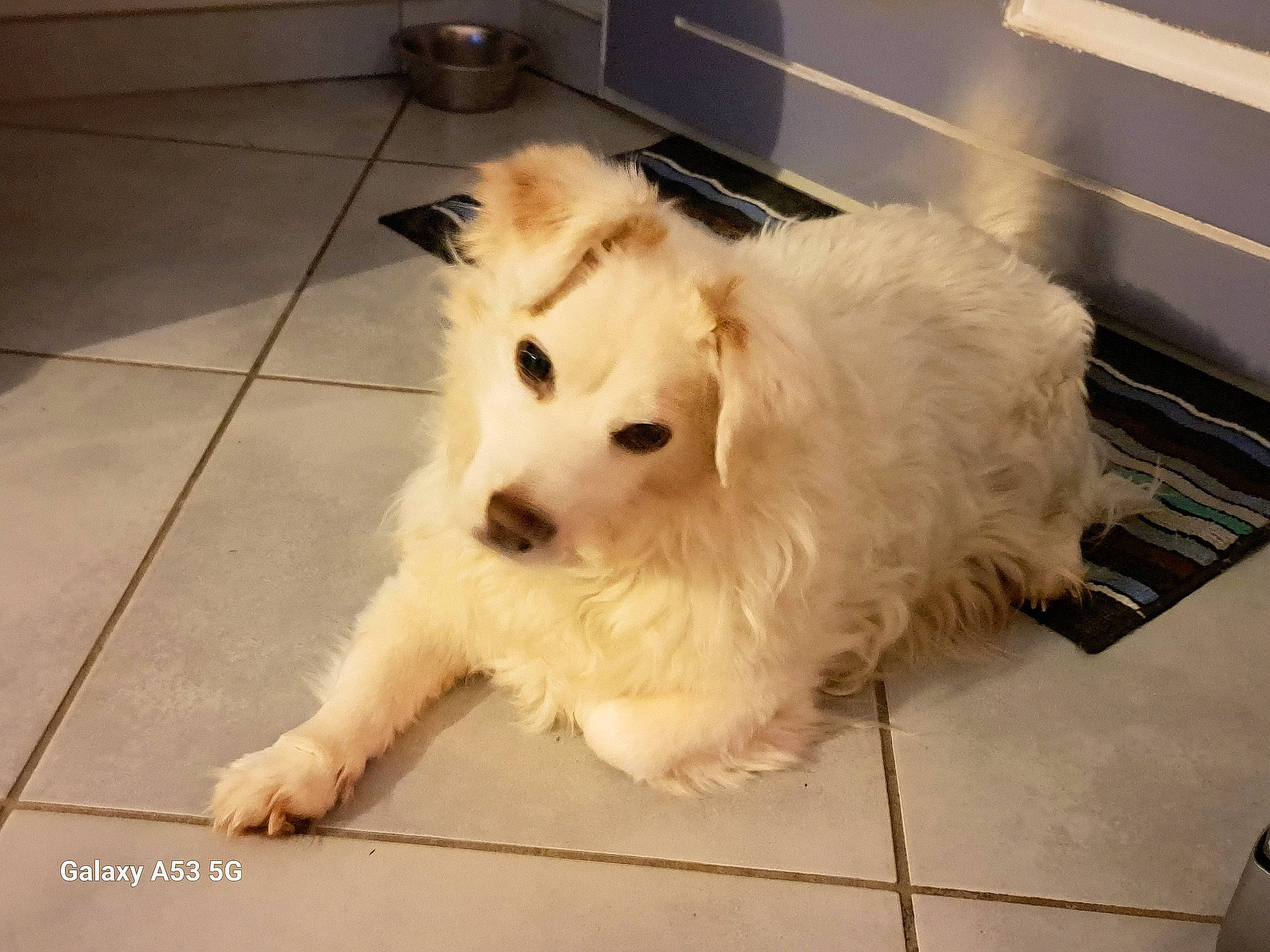 Automne participe au concours pour gagner de l'argent avec cette photo : carnivore, companion_dog, dog, dog_supply, fawn, floor, flooring, fur, german_spitz, giant_dog_breed, hardwood, paw, small_terrier, tail, terrier, tile_flooring, toy_dog, whiskers, wood, working_animal