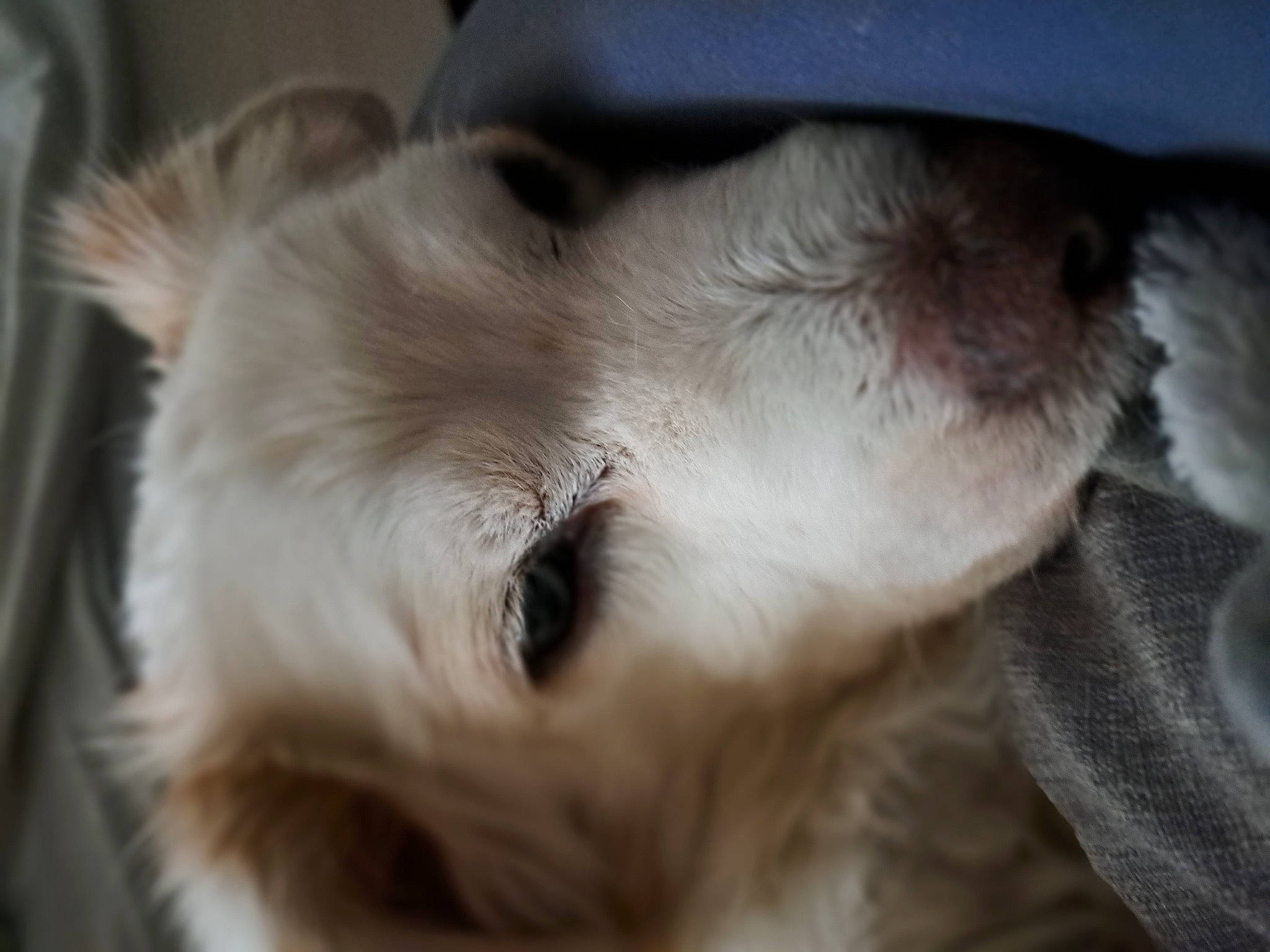 Automne participe au concours pour gagner de l'argent avec cette photo : canidae, carnivore, claw, close_up, companion_dog, dog, dog_breed, ear, felidae, fur, nap, paw, puppy, small_to_medium_sized_cats, snout, sporting_group, tail, toy_dog, whiskers, working_animal