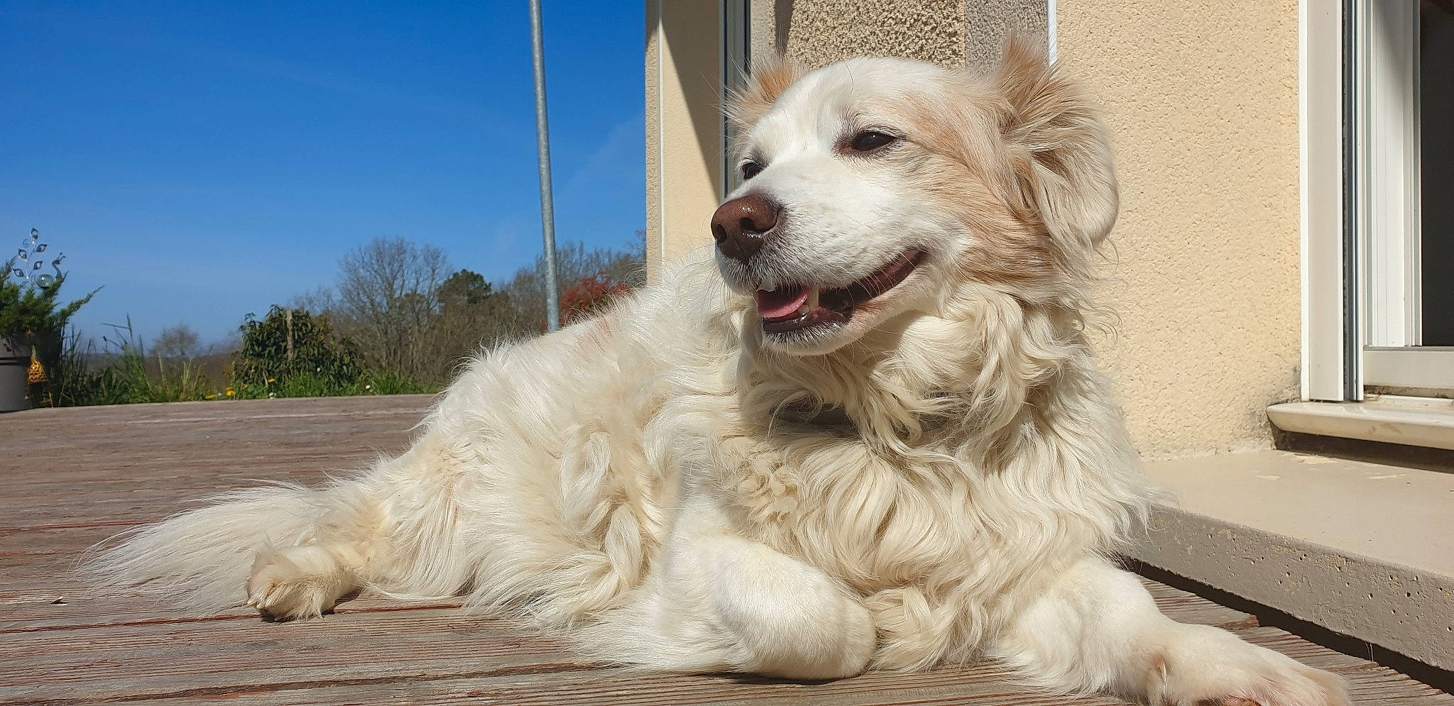 Automne a rejoint le concours — aidez-le/la à gagner de superbes lots ! canidae, carnivore, companion_dog, dog, dog_breed, fang, fur, gun_dog, pet_supply, plant, shout, sky, snout, sporting_group, terrestrial_animal, tree, whiskers, working_animal, working_dog