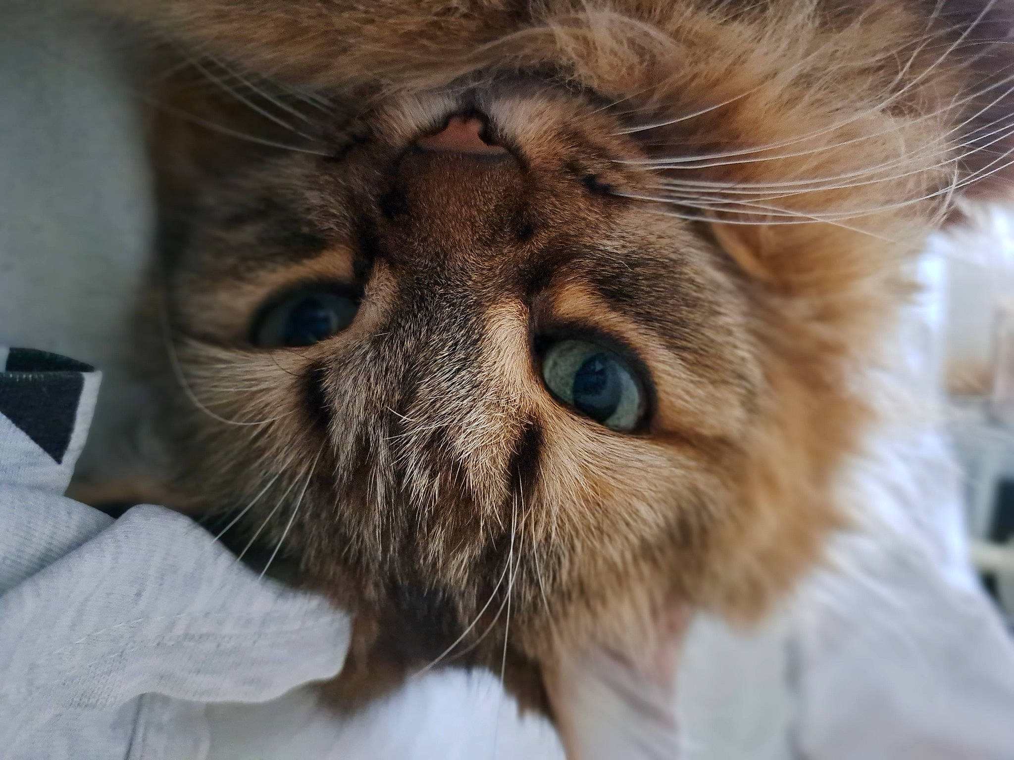 Lulu participe au concours pour gagner de l'argent avec cette photo : carnivore, cat, comfort, domestic_short_haired_cat, fawn, felidae, fur, liver, macro_photography, paw, small_to_medium_sized_cats, snout, terrestrial_animal, whiskers, wildlife, wrinkle