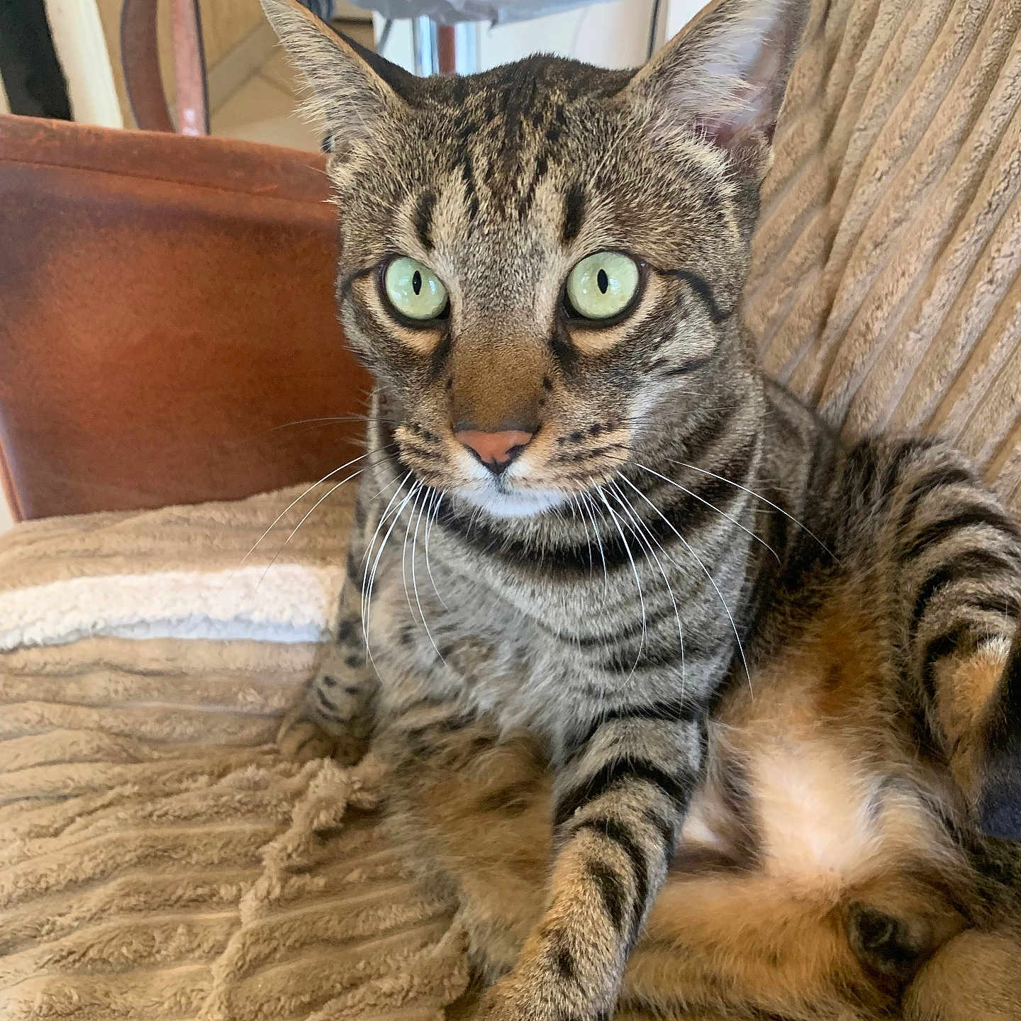 Oscar participe au concours pour gagner de l'argent avec cette photo : blanket, cat, chair, close_up, comfort, cozy, domestic_animal, ears, feline, fur, green_eyes, home, indoor, nose, pet, relaxed, sitting, striped, tabby, whiskers