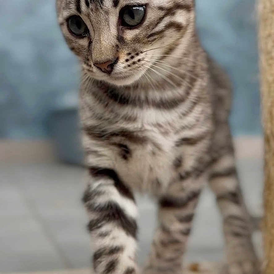 Yumie participe au concours pour gagner de l'argent avec cette photo : abyssinian, animal, cat, egyptiancat, kitten, manx, pet