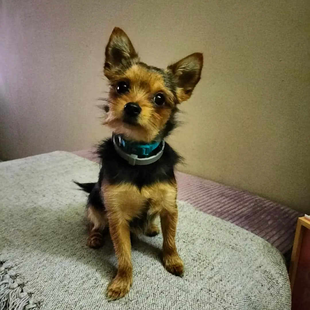 Sunny a rejoint le concours — aidez-le/la à gagner de superbes lots ! dog, small_dog, pet, animal, brown, black, ears, collar, indoor, blanket, curious, cute, fur, sitting, head_tilt, companion, canine, domestic_animal, alert, portrait