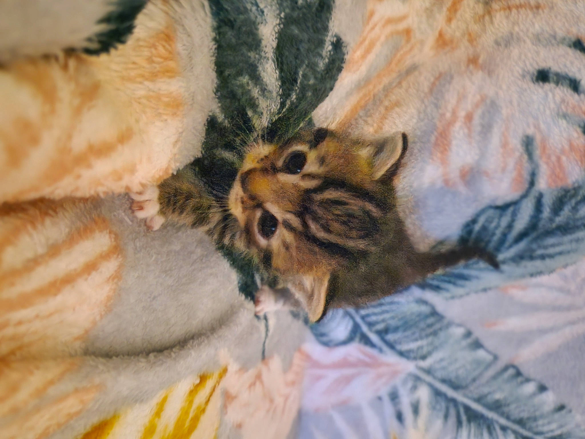 Dusty joined the competition — help win amazing prizes! bengal_tiger, big_cats, carnivore, cat, claw, comfort, domestic_short_haired_cat, eye, fawn, felidae, fur, linens, paw, small_to_medium_sized_cats, snout, tail, terrestrial_animal, tiger, whiskers, wildlife