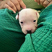 Aïwenn a rejoint le concours — aidez-le/la à gagner de superbes lots ! puppy, dog, white_dog, animal, pet, cute, sleepy, portrait, close_up, blanket, green_blanket, cozy, nose, eyes, ears, human_hands, indoors, cuddling, soft, adorable