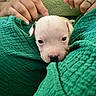 puppy, dog, white_dog, animal, pet, cute, sleepy, portrait, close_up, blanket, green_blanket, cozy, nose, eyes, ears, human_hands, indoors, cuddling, soft, adorable