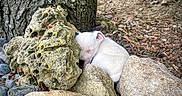 Aïwenn a rejoint le concours — aidez-le/la à gagner de superbes lots ! piglet, piglets, sleeping, white, animal, young_animal, outdoor, nature, rocks, stone, tree, tree_bark, forest_floor, pine_needles, earthy, camouflage, resting, peaceful, wildlife, photography