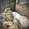 piglet, piglets, sleeping, white, animal, young_animal, outdoor, nature, rocks, stone, tree, tree_bark, forest_floor, pine_needles, earthy, camouflage, resting, peaceful, wildlife, photography