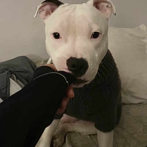 Aïwenn participe au concours pour gagner de l'argent avec cette photo : dog, white_dog, pit_bull, pet, animal, sitting, bed, bedroom, indoors, white_fur, black_nose, floppy_ears, collar, sleeve, person, hand, playful, cute, portrait, candid