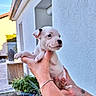Aïwenn participe au concours pour gagner de l'argent avec cette photo : puppy, dog, white_dog, animal, pet, young_dog, small_dog, held, person, hands, paws, toe_beans, outdoor, house, garden, plants, patio, portrait, daylight, cute