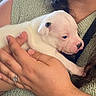 Aïwenn participe au concours pour gagner de l'argent avec cette photo : puppy, dog, white_dog, animal, pet, newborn_puppy, cuddling, holding, hands, person, green_sweater, long_hair, indoor, portrait, close_up, cute, sleepy, small_dog, fur, cozy