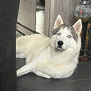 Tyna a rejoint le concours — aidez-le/la à gagner de superbes lots ! dog, husky, blue_eyes, white_fur, indoor, tile_floor, statue, cat_statue, wooden_furniture, relaxed, pet, animal, floor, ears, snout, decor, home, companion, portrait, laying_down