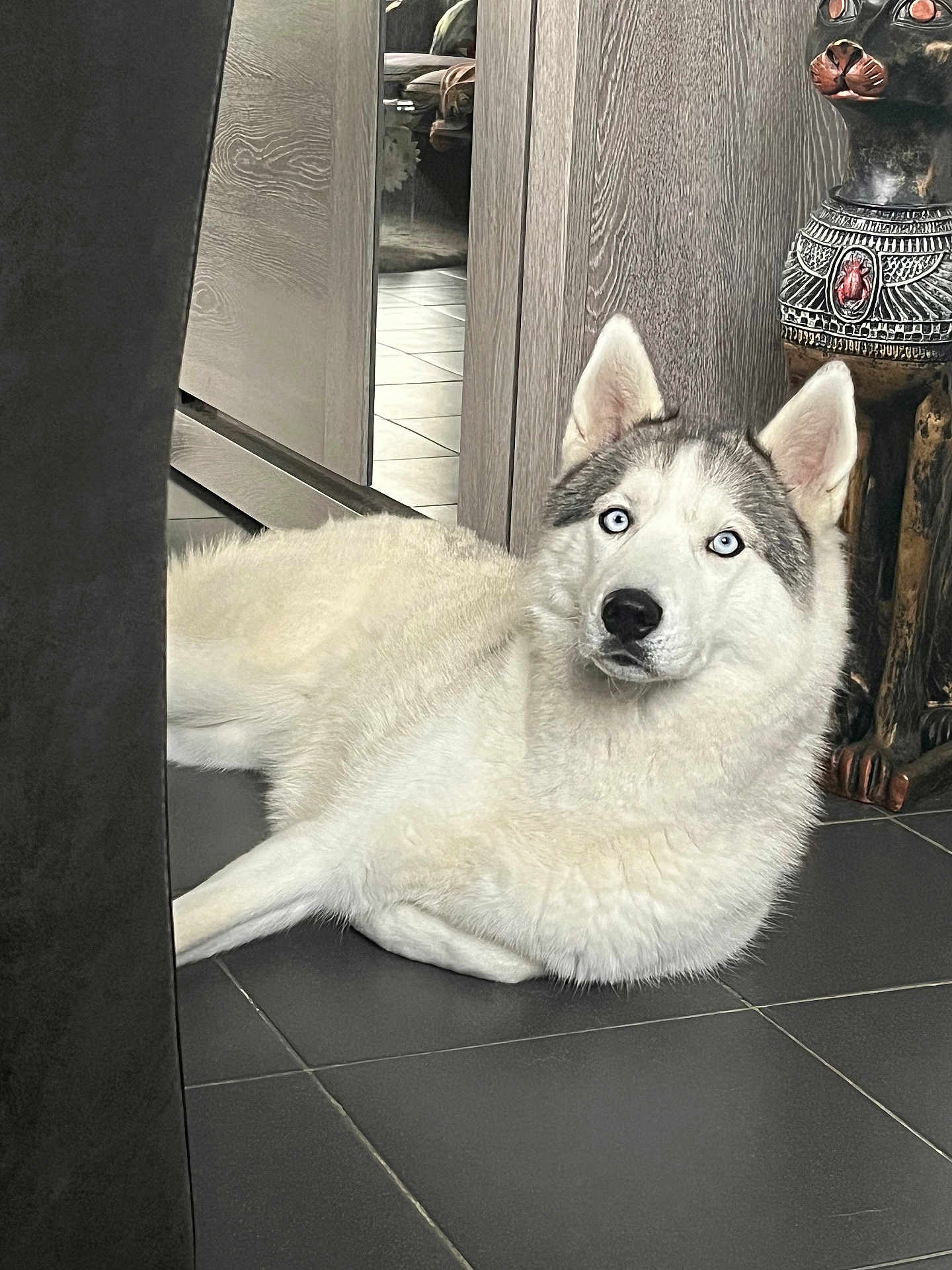 Tyna a rejoint le concours — aidez-le/la à gagner de superbes lots ! dog, husky, blue_eyes, white_fur, indoor, tile_floor, statue, cat_statue, wooden_furniture, relaxed, pet, animal, floor, ears, snout, decor, home, companion, portrait, laying_down