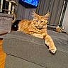 cat, orange_tabby, feline, couch, living_room, furniture, paw, armrest, curtains, television, cat_tree, wooden_floor, indoor, pet, relaxed, stretching, collar, household, cozy, domestic