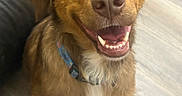 Nala joined the competition — help win amazing prizes! dog, brown_dog, smiling, happy, pet, collar, indoor, floor, wooden_floor, fur, ears, mouth, teeth, nose, animal, canine, cute, friendly, sitting, domestic