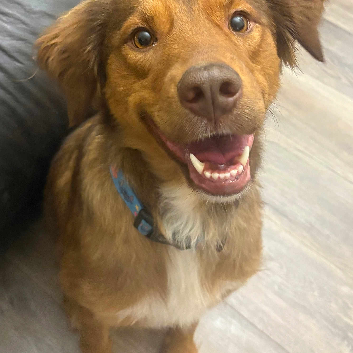 Nala joined the competition — help win amazing prizes! dog, brown_dog, smiling, happy, pet, collar, indoor, floor, wooden_floor, fur, ears, mouth, teeth, nose, animal, canine, cute, friendly, sitting, domestic