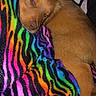 Nala joined the competition — help win amazing prizes! dog, sleeping, brown_dog, blanket, rainbow, striped, colorful, cozy, indoor, pet, fur, relaxed, paw, resting, animal, cute, comfort, soft, warm, cuddle