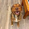 Nala joined the competition — help win amazing prizes! dog, brown_dog, smiling, pet, indoor, wooden_floor, table, collar, happy, looking_up, canine, fur, animal, domestic_animal, friendly, close_up, four_legs, flooring, wood, house
