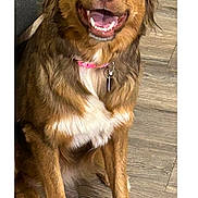 Nala joined the competition — help win amazing prizes! dog, sombrero, brown_fur, white_chest, collar, happy, smiling, sitting, indoor, wooden_floor, pet, canine, cute, playful, domestic_animal, fur, ears, tongue, friendly, animal