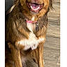 dog, sombrero, brown_fur, white_chest, collar, happy, smiling, sitting, indoor, wooden_floor, pet, canine, cute, playful, domestic_animal, fur, ears, tongue, friendly, animal