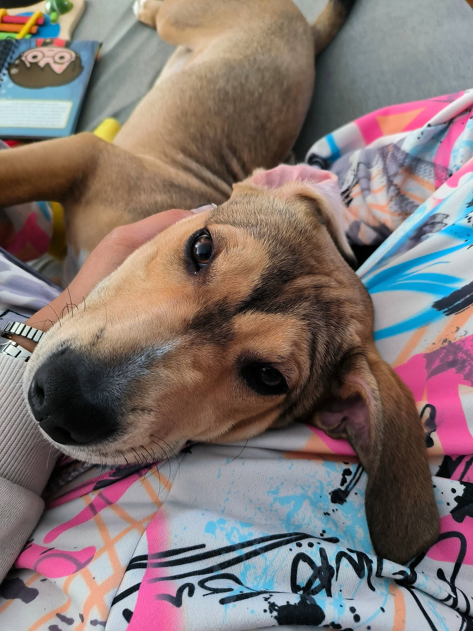 Usko a rejoint le concours — aidez-le/la à gagner de superbes lots ! canidae, carnivore, collar, comfort, companion_dog, dog, dog_breed, dog_collar, dog_supply, fawn, fur, human_leg, linens, non_sporting_group, pattern, pet_supply, snout, sporting_group, whiskers, working_animal