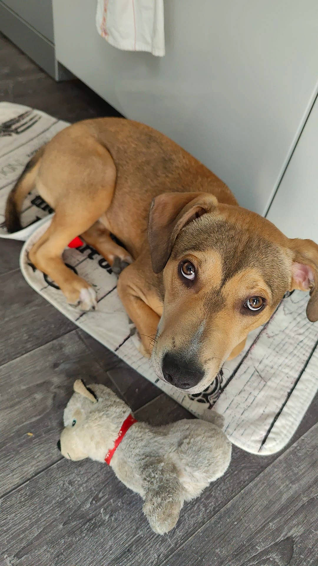 Usko participe au concours pour gagner de l'argent avec cette photo : ancient_dog_breeds, carnivore, collar, companion_dog, dog, dog_bed, dog_breed, dog_collar, dog_supply, fawn, flooring, fur, non_sporting_group, paw, pet_supply, puppy, tail, whiskers, wood, working_animal