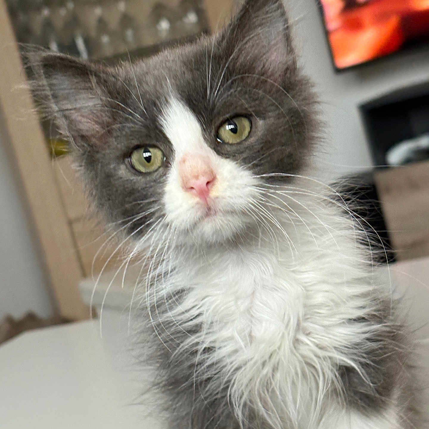Suki participe au concours pour gagner de l'argent avec cette photo : animal, cat, closeup, curious, cute, domestic, eyes, face, feline, fur, gray, indoor, kitten, pet, portrait, soft, table, whiskers, white, young
