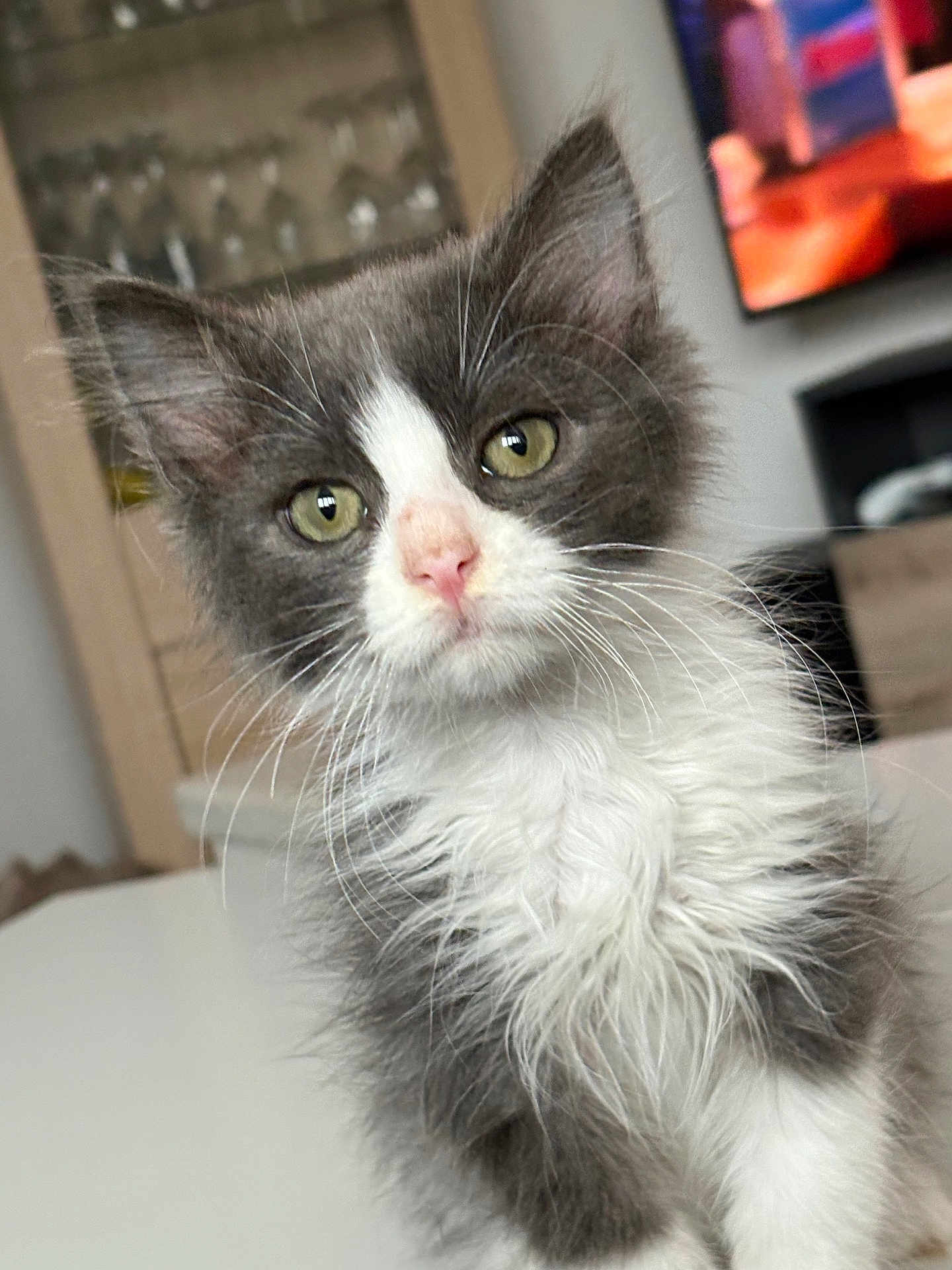 Suki
