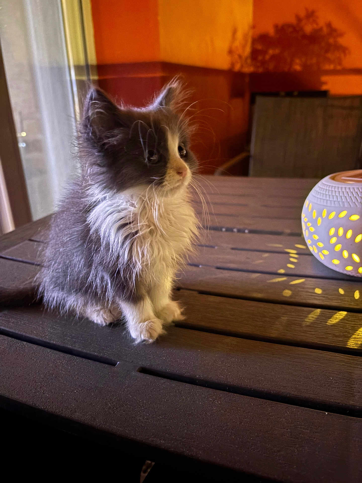 Suki a rejoint le concours — aidez-le/la à gagner de superbes lots ! kitten, cat, fluffy, table, lantern, light, shadow, indoor, orange_wall, wood, pet, cute, fur, animal, small, sitting, warm_light, decor, cozy, night