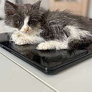 Suki participe au concours pour gagner de l'argent avec cette photo : kitten, cat, gray, white, fluffy, tablet, technology, whiskers, cute, pet, indoor, relaxed, feline, small, young, domestic, animal, resting, table, closeup
