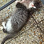 kitten, cat, gray_fur, white_fur, pink_nose, whiskers, pebble_floor, outdoor, pet, animal, lying_down, curious, young_cat, fluffy, tail, paw, metal_chair, relaxed, looking_up, closeup