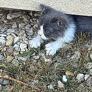 Suki participe au concours pour gagner de l'argent avec cette photo : animal, cat, closeup, concrete, curious, exploring, fur, grass, gray, kitten, nature, outdoor, paws, pet, playful, rocks, small, white, wildlife, young