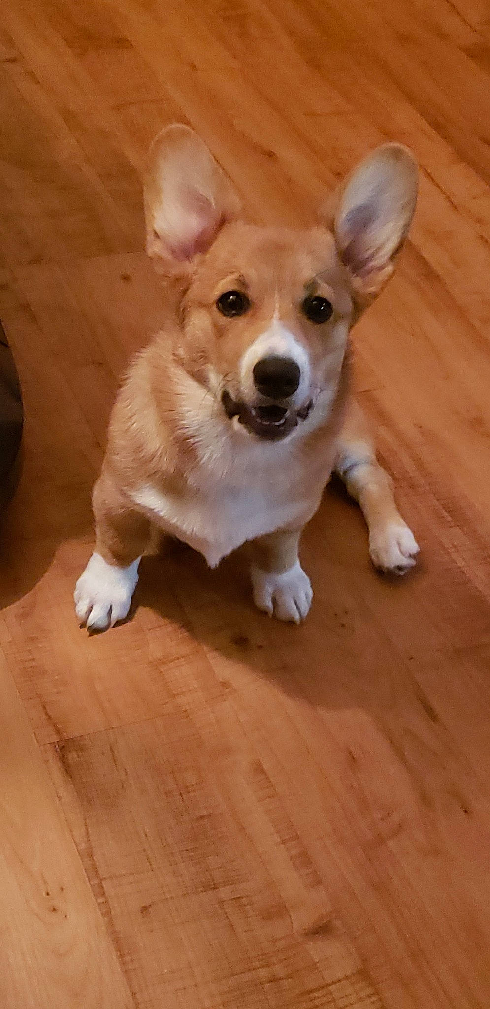 Reba joined the competition — help win amazing prizes! canidae, carnivore, companion_dog, dog, dog_breed, fawn, floor, flooring, fur, hardwood, paw, plank, tail, terrestrial_animal, varnish, whiskers, wood, wood_flooring, wood_stain, working_animal