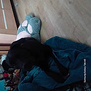 Memphis a rejoint le concours — aidez-le/la à gagner de superbes lots ! animal, bed, bedroom, black_cat, blanket, blue_blanket, cat, crouching, dark, feline, furniture, home, indoors, low_light, pet, photograph, plush_toy, sitting, stuffed_animal, watermark