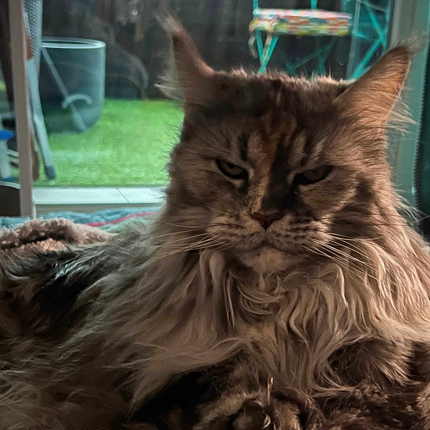 Nala