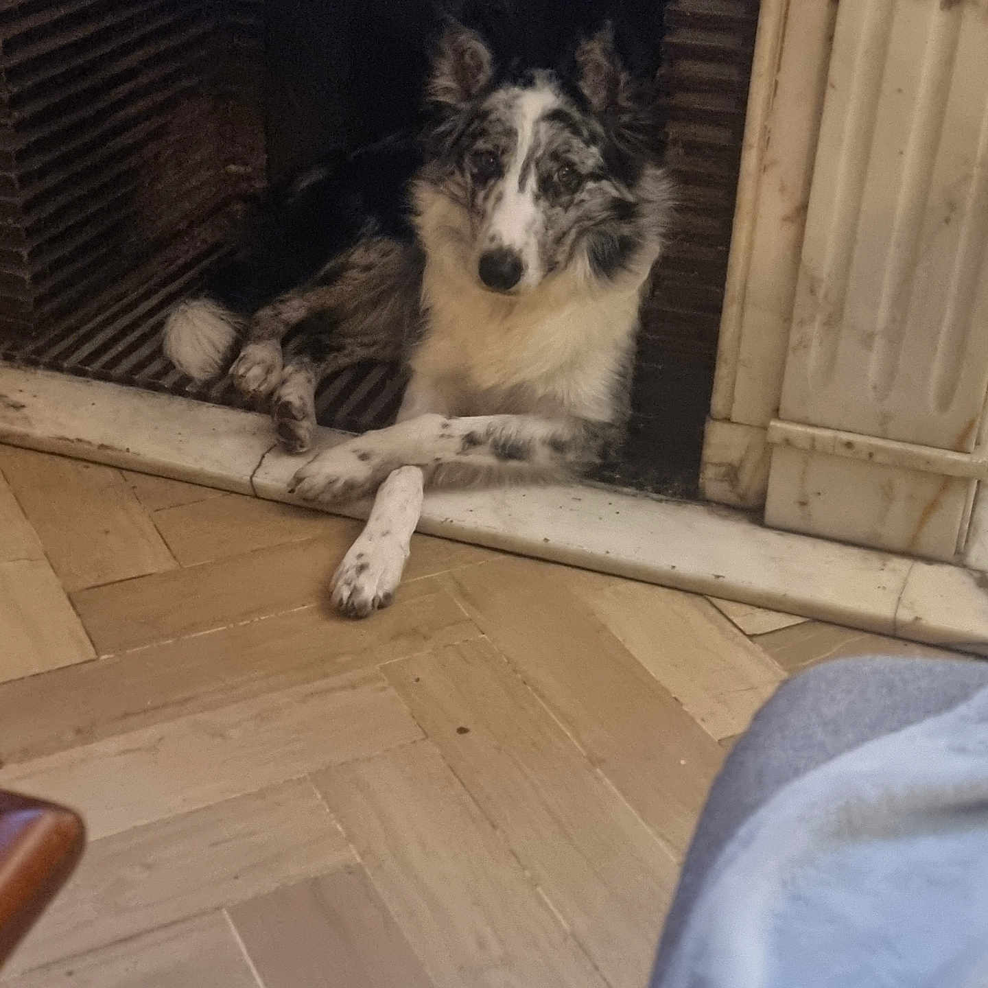 Belle a rejoint le concours — aidez-le/la à gagner de superbes lots ! animal, architecture, building, canine, collie, couch, dog, fireplace, furniture, hardwood, husky, indoors, interiordesign, livingroom, outdoors, pet, plywood, puppy, shelter, wood