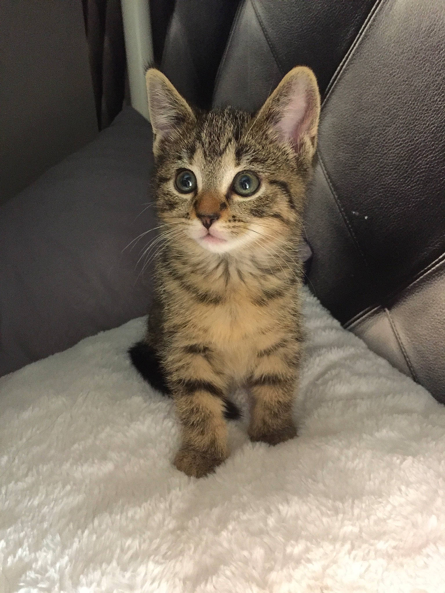 Scar participe au concours pour gagner de l'argent avec cette photo : carnivore, cat, claw, comfort, couch, domestic_short_haired_cat, door, ear, eye, felidae, fur, paw, sitting, small_to_medium_sized_cats, snout, whiskers, wildlife