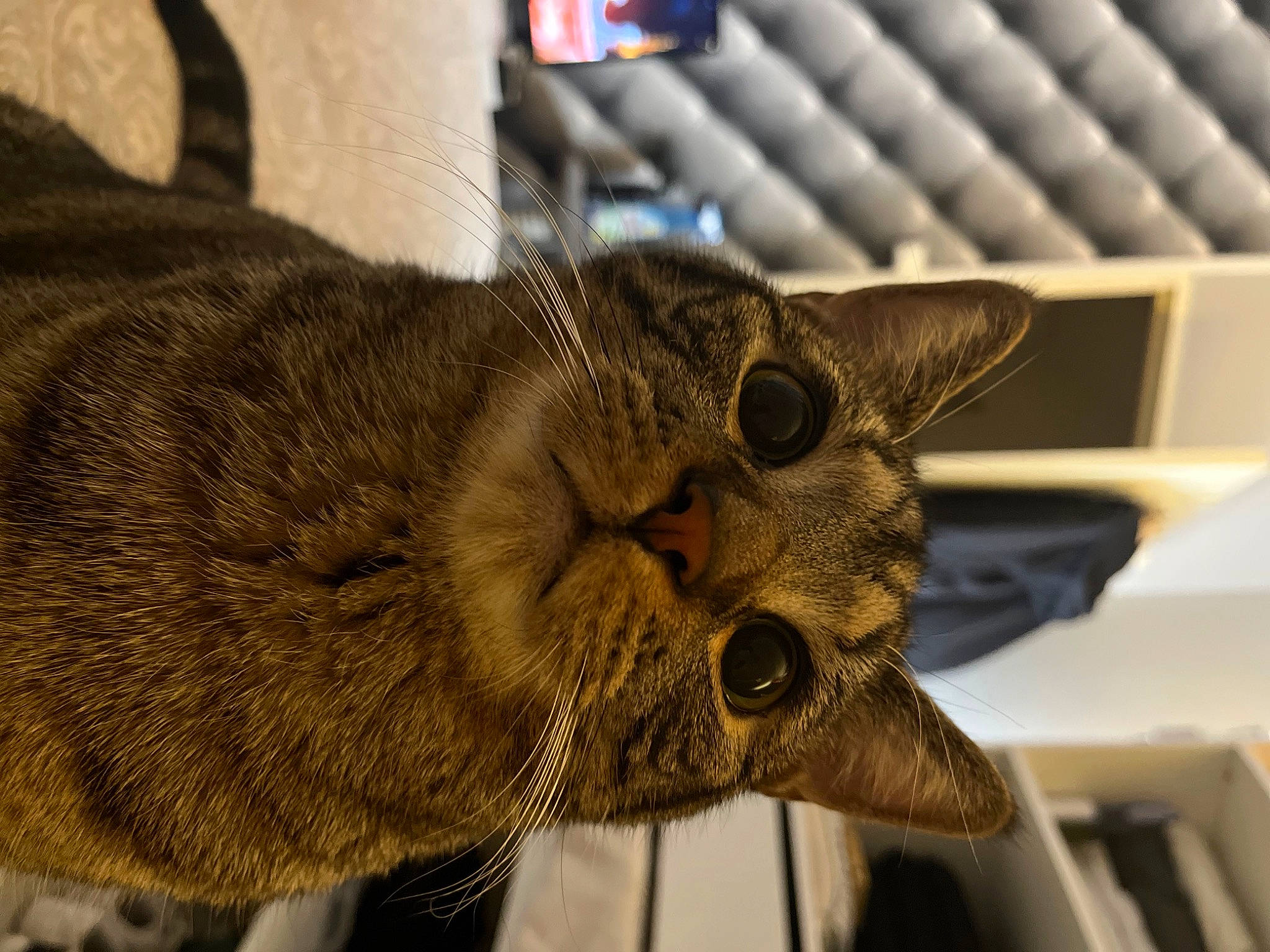 Scar participe au concours pour gagner de l'argent avec cette photo : carnivore, cat, claw, domestic_short_haired_cat, felidae, fur, metal, small_to_medium_sized_cats, snout, terrestrial_animal, whiskers, wrinkle