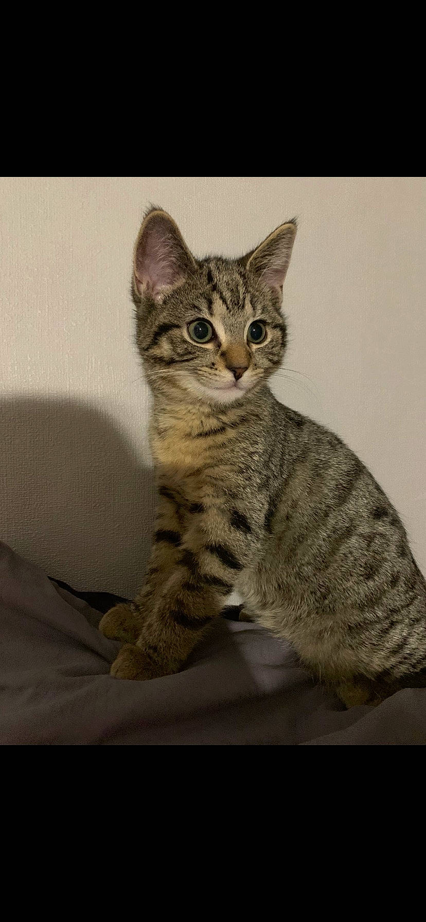 Scar a rejoint le concours — aidez-le/la à gagner de superbes lots ! carnivore, cat, domestic_short_haired_cat, door, eye, felidae, fur, paw, sitting, small_to_medium_sized_cats, snout, tail, terrestrial_animal, whiskers