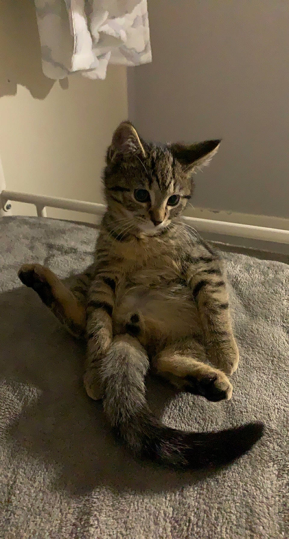 Scar a rejoint le concours — aidez-le/la à gagner de superbes lots ! carnivore, cat, claw, domestic_short_haired_cat, eye, felidae, flooring, foot, fur, paw, sitting, small_to_medium_sized_cats, snout, tail, terrestrial_animal, whiskers, wildlife